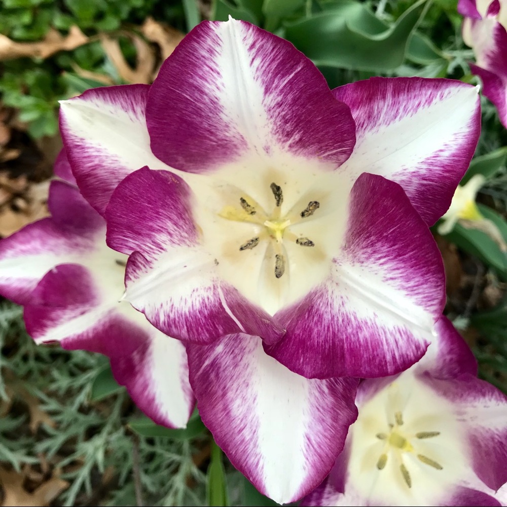 Meet your Posher, Diane